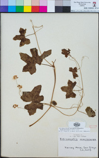 Marah macrocarpa image