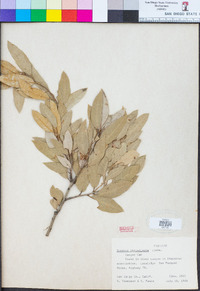 Quercus chrysolepis image