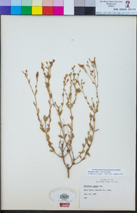 Menodora scabra image