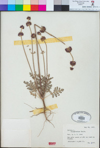 Salvia columbariae image