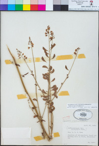 Hoffmannseggia microphylla image