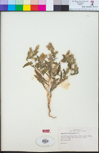 Mentzelia involucrata image