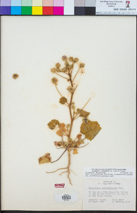 Eremalche rotundifolia image