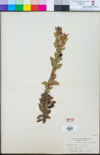 Myrtus communis image