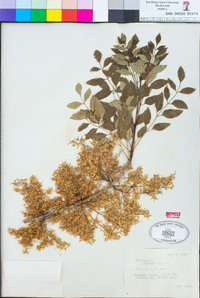 Fraxinus dipetala image