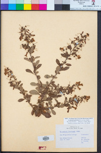 Image of Escallonia paniculata