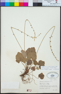 Ozomelis trifida image