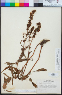 Rumex triangulivalvis image