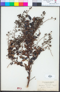 Ceanothus spinosus image