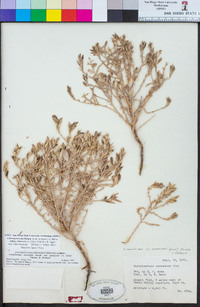 Chloropyron maritimum subsp. canescens image