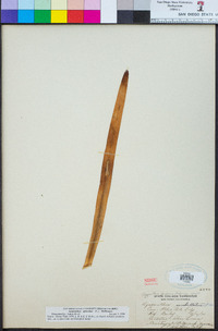 Agapanthus africanus image