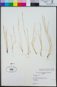 Festuca myuros image