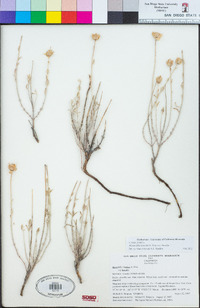 Monardella linoides image