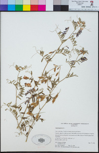 Vicia benghalensis image