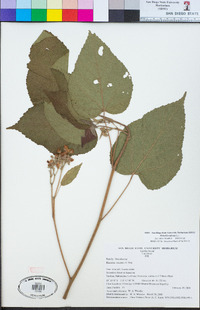 Image of Melochia odorata