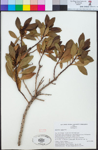 Myoporum laetum image