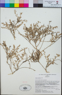 Atriplex semibaccata image