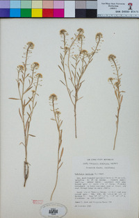 Lobularia maritima image