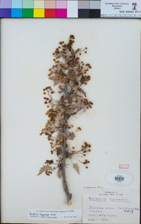 Berberis higginsiae image