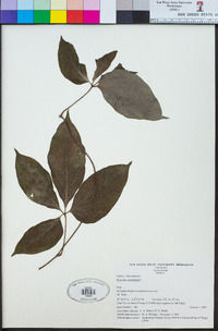 Dioscorea pentaphylla image