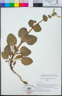 Erythranthe guttata image