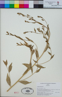 Lepidium latifolium image