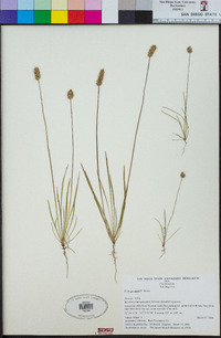 Plantago erecta image