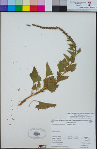 Chenopodium californicum image