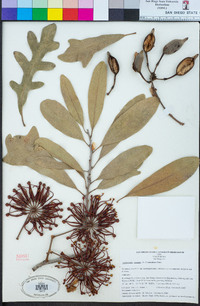 Stenocarpus sinuatus image
