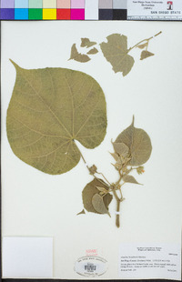 Abutilon theophrasti image