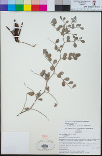 Hosackia crassifolia var. crassifolia image