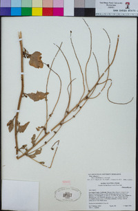 Beta vulgaris subsp. maritima image