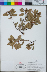 Arctostaphylos glandulosa subsp. glandulosa image
