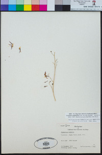 Image of Conanthera campanulata
