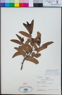 Image of Escallonia pulverulenta