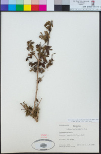 Image of Porlieria chilensis