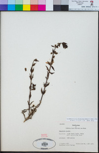 Image of Teucrium bicolor