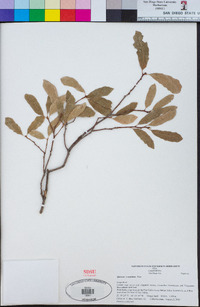 Quercus × acutidens image