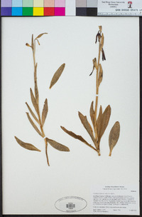 Fritillaria biflora var. biflora image