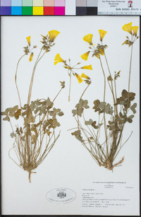 Oxalis pes-caprae image