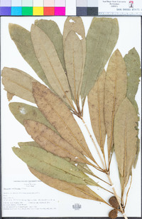 Image of Pittosporum rhytidocarpum