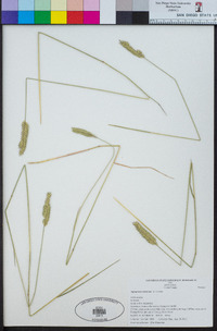 Agropyron cristatum image