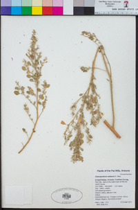 Chenopodium watsonii image