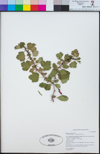 Ribes speciosum image