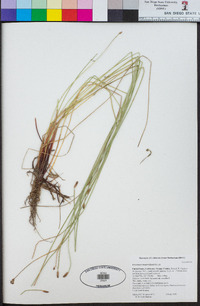 Eleocharis montevidensis image