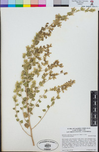 Brickellia californica image