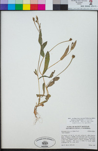 Hedypnois rhagadioloides image