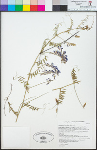 Vicia villosa image