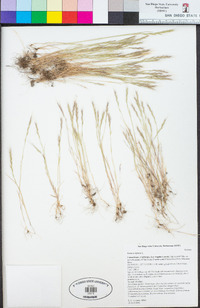 Festuca myuros image