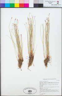 Eleocharis montevidensis image